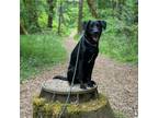 Adopt Nick a Black Labrador Retriever / Mixed dog in Benton City, WA (35226752)