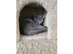 Adopt Bernadette a Gray or Blue Domestic Shorthair / Mixed (short coat) cat in