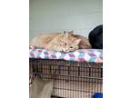 Adopt Celeste a Orange or Red Domestic Shorthair / Mixed (short coat) cat in