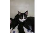 Adopt Chicky a Black & White or Tuxedo Domestic Shorthair / Mixed (short coat)