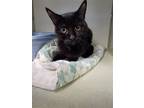 Adopt Elvira a All Black Domestic Shorthair / Mixed (short coat) cat in Monroe