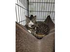 Adopt Munya a Brown Tabby Domestic Shorthair / Mixed (short coat) cat in Monroe