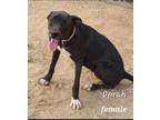 Adopt Oprah a Black - with White Mixed Breed (Medium) / Mixed dog in Calexico