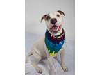 Adopt Mack a White American Pit Bull Terrier / Mixed dog in Moses Lake