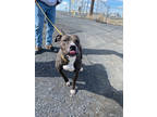 Adopt Chancho a Brown/Chocolate American Pit Bull Terrier / Mixed dog in Moses