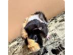 Adopt Chubs a Guinea Pig small animal in Fall River, MA (37462347)