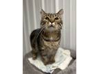 Adopt Cedar a Domestic Shorthair / Mixed (short coat) cat in Hartford City
