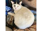 Adopt James Bond a Domestic Shorthair / Mixed (short coat) cat in San Jacinto