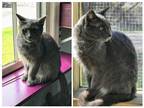 Adopt Sonny a Domestic Shorthair / Mixed (medium coat) cat in Hoover