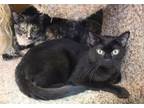 Adopt Michael (Sponsored) a Domestic Shorthair / Mixed (short coat) cat in