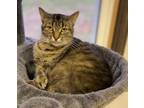 Adopt Ash a Domestic Shorthair / Mixed (short coat) cat in Portland