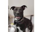 Adopt Sox a Black - with White Boxer / Labrador Retriever dog in Bartlesville