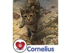 Adopt Cornelius a Spotted Tabby/Leopard Spotted Domestic Shorthair (short coat)
