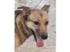 Adopt TRIXIE (Israel) kt a Brown/Chocolate - with Black German Shepherd Dog dog