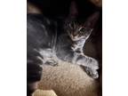 Adopt SMOKEY a Domestic Shorthair (short coat) cat in Calimesa, CA (37574060)