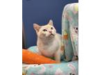 Adopt Karma a Siamese (short coat) cat in Mount Laurel, NJ (37553632)