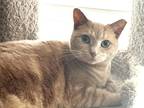 Adopt Kismet a Domestic Shorthair / Mixed (short coat) cat in Mount Laurel