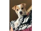 Adopt Dimitri a White - with Red, Golden, Orange or Chestnut Jack Russell
