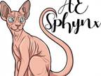 Ae Sphynx Due In Jan