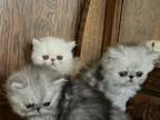 BeBe Kittens