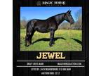 Jewel~Extra Gorgeous & Gentle & Fun*Super Safe Family/Trail Draft X Mare~