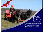 Two Miniature Friesian Driving Ponies - Available on [url removed]