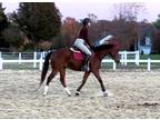 Pop Tart~Athletic*Gentle*Cute*All Around Show/Trail/Jumping QH Gelding~