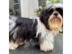 Shih Tzu Puppy for sale in Oxnard, CA, USA