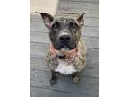 Adopt Ares a Brindle Mixed Breed (Medium) dog in Marietta, GA (37522853)