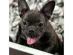 French Bulldog Puppy for sale in Sterling, KS, USA