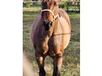 Bay Roan 10yr old QH Gelding