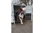 Incredible family gypsy gelding rides and drives