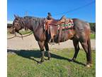 AQHA Bay Roan Ranch/ Rope Gelding