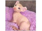 44 DHZ Sphynx kitten