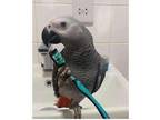 RG 2 African Grey Parrots Birds