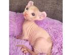 44 TII Sphynx kitten