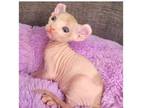 44 IOO Sphynx kitten