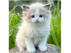 21 GREE TICA and CFA Ragdoll kitten