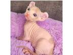 44 NBSS Sphynx kitten