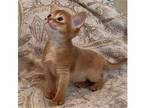 38 OLA purebred Abyssinian kitten