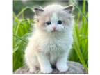 21 XYY TICA and CFA Ragdoll kitten