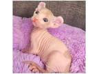 44 GHL Sphynx kitten