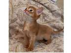 39 SIM purebred Abyssinian kitten