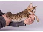 23 DID purebred Bengal kitten