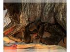Mastiff PUPPY FOR SALE ADN-716794 - Brindle puppies