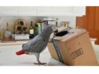 SZ 2 African Grey Parrots Birds