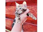 3 AOL purebred Bengal kitten