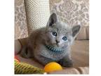 EIO 2 Russian Blue Kittens