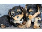 Socialize Yorkshire terrier puppies