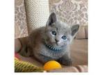 AC 2 Russian Blue Kittens